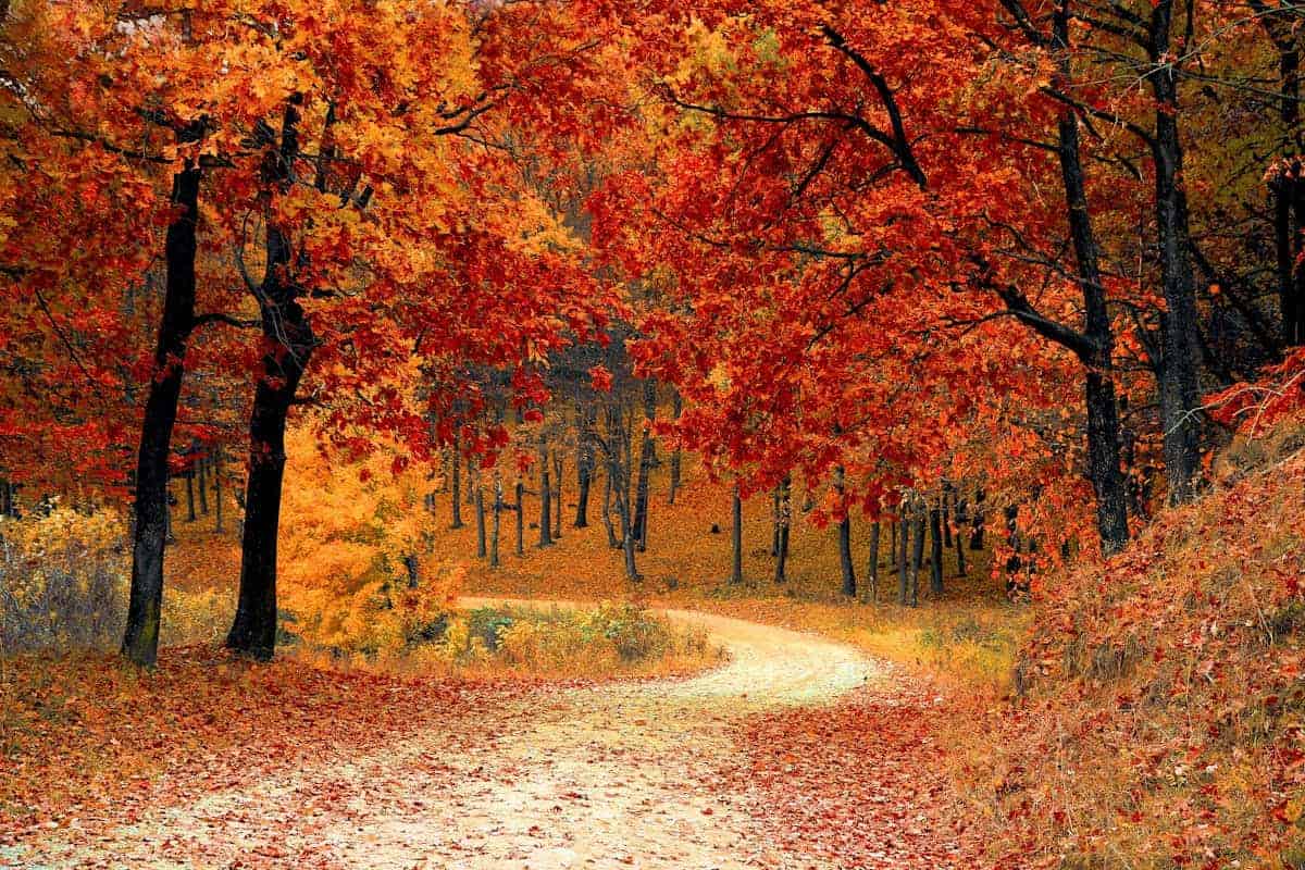 Why Fall is the Best Time for Moving